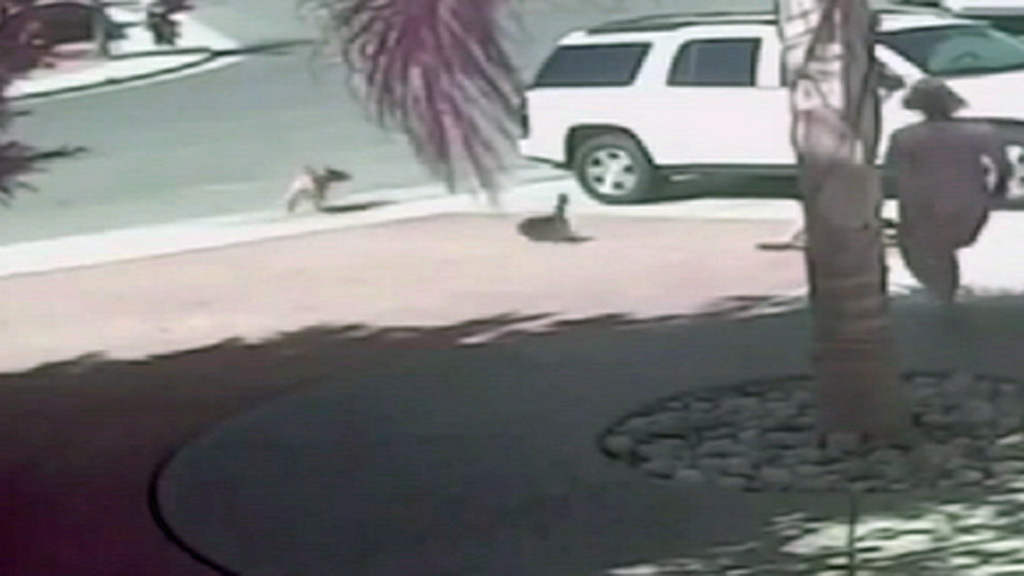 Cat Saves Baby From Dog Attack Cat Saves Baby From Dog Attack